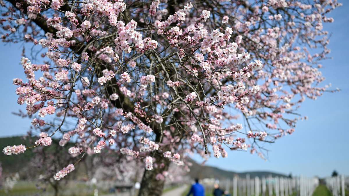 Découvrez ce lieu en Allemagne où la floraison au printemps est à couper le souffle