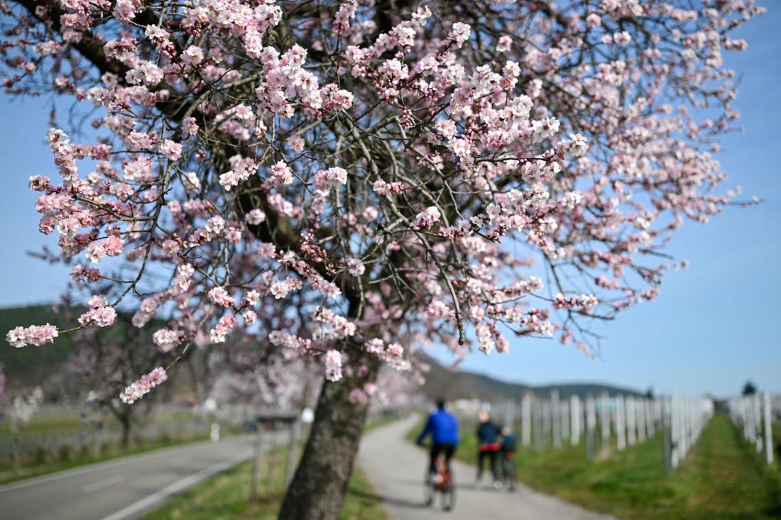 Un village en Rhineland-Palatinate annonce le printemps.