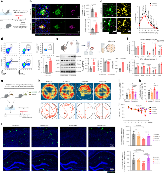 Exercice : améliore la cognition chez les souris Alzheimer grâce à des vésicules extracellulaires qui boostent le nettoyage des plaques par les microglies.
