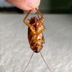 Infestations de cafards : un fléau pour les locataires de Sheffield