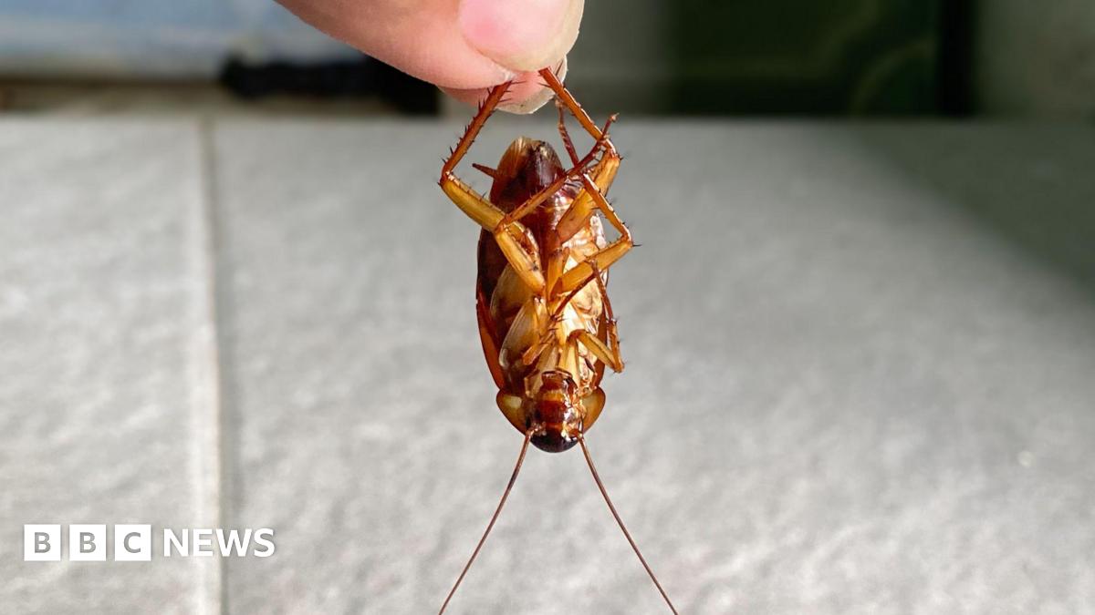 Infestations de cafards : un fléau pour les locataires de Sheffield