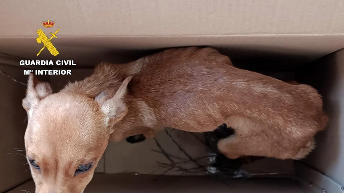 Trois personnes sous enquête pour avoir abandonné des chiots d'une voiture