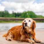 Hommage à Riley, le mascotte « non officielle » du campus !