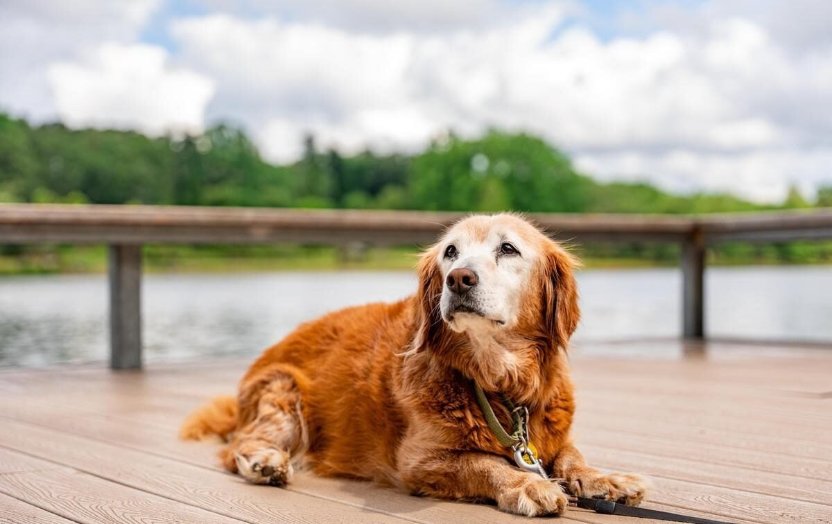Hommage à Riley, le mascotte « non officielle » du campus !