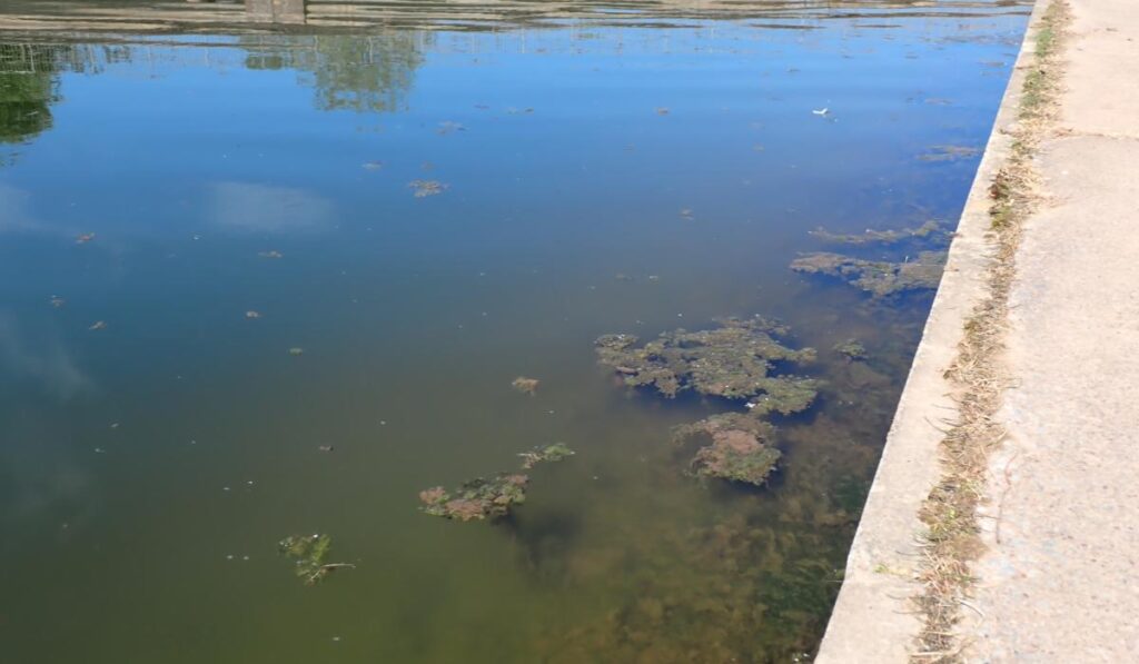 Alerte aux algues bleu-vert dans les voies navigables d'Exeter