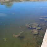 Alerte aux algues bleu-vert dans les voies navigables d'Exeter
