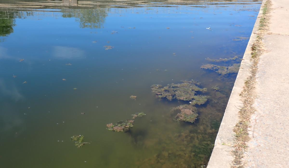 Alerte aux algues bleu-vert dans les voies navigables d'Exeter