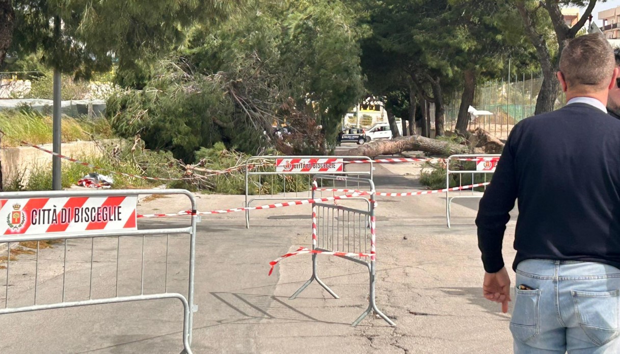 Alicia Amoruso : tragiquement fauchée par un arbre à Bisceglie à seulement 12 ans
