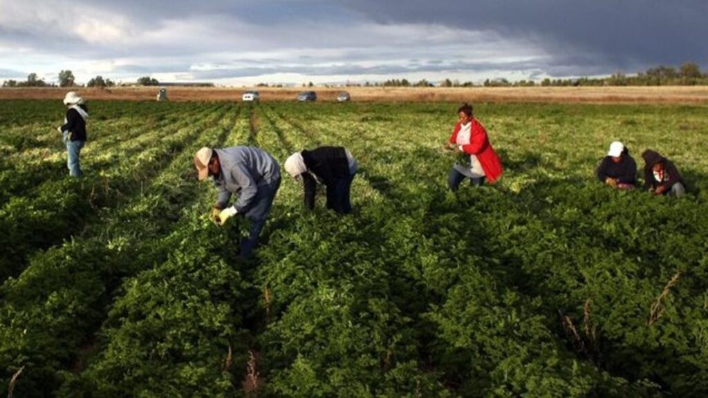 Caporalato : Maremma en zone rouge pour la sécurité