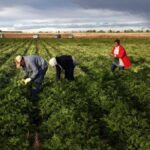 Caporalato : Maremma en zone rouge pour la sécurité