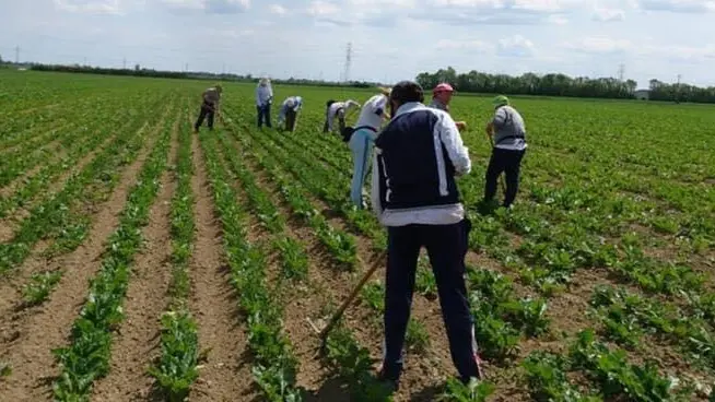 La lutte contre le caporalato en Maremma