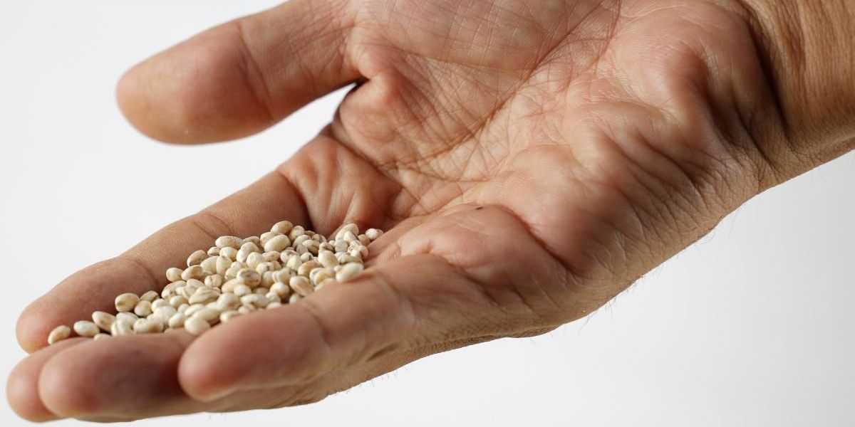Céréale anti-cholestérol : une réduction des lipides néfastes jusqu'à 15% en quelques semaines !