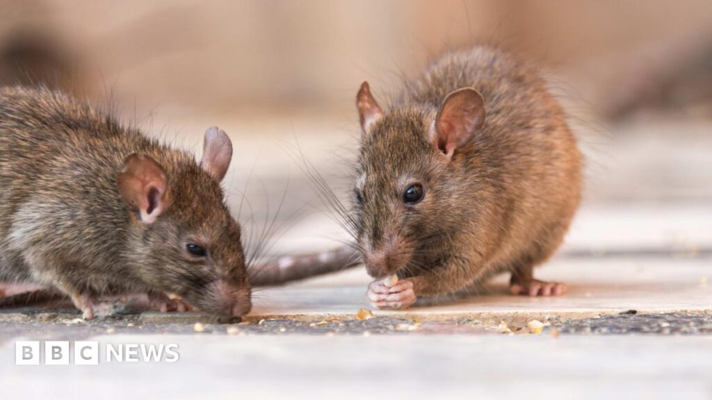 Maman contrainte de dormir sur le canapé à cause des rats