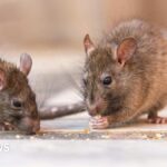 Maman contrainte de dormir sur le canapé à cause des rats