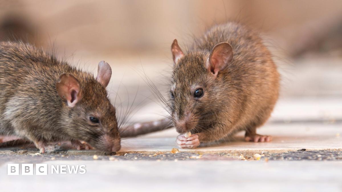 Maman contrainte de dormir sur le canapé à cause des rats