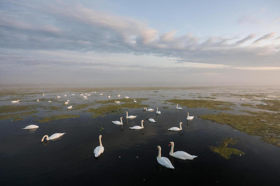 Le Federsee près de Bad Buchau