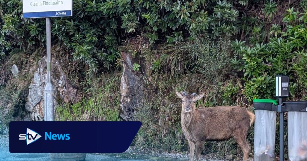 Un cerf aperçu en attendant le train à la gare de Glenfinnan