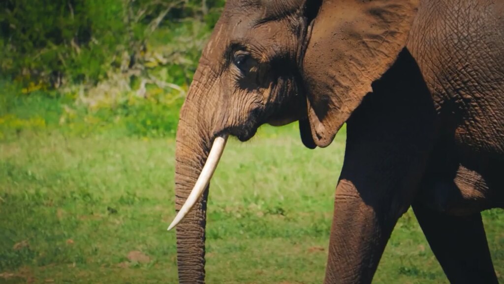 Un millionnaire tué par une meute d'éléphants en Afrique
