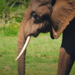Un millionnaire tué par une meute d'éléphants en Afrique