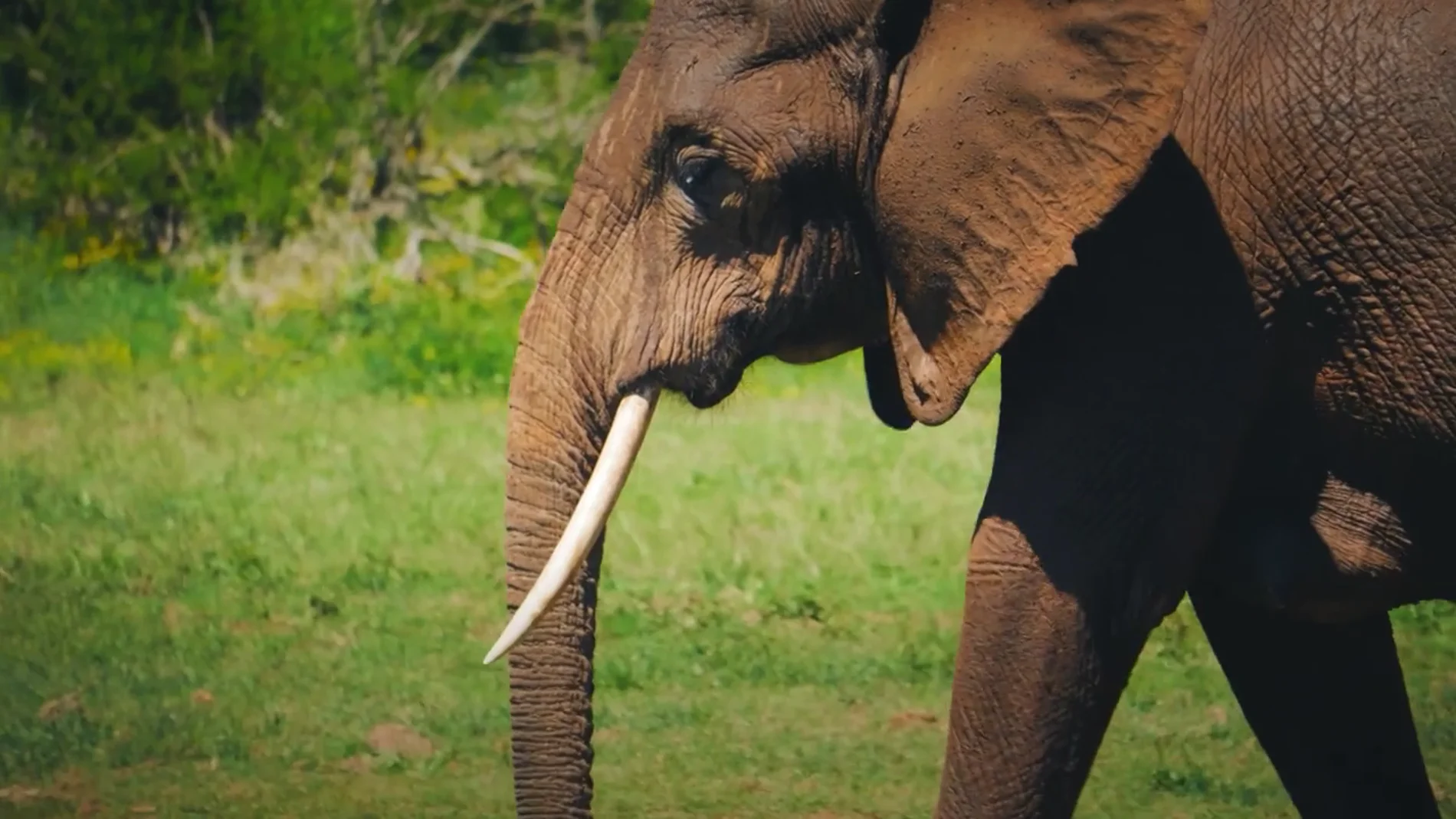 Un millionnaire tué par une meute d'éléphants en Afrique
