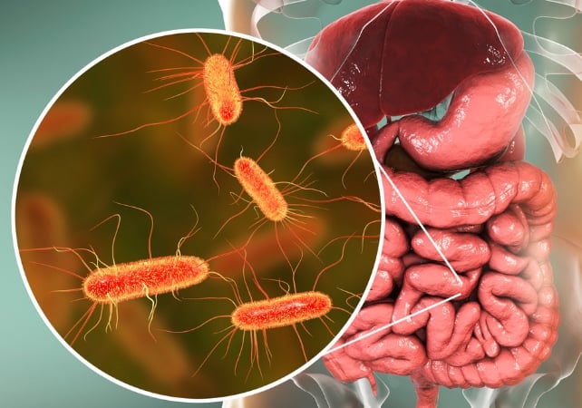 Diagramme des intestins humains avec les bactéries intestinales en cercle au premier plan
