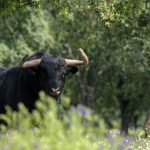 Un taureau gravement blessé après son évasion à Collado Villalba
