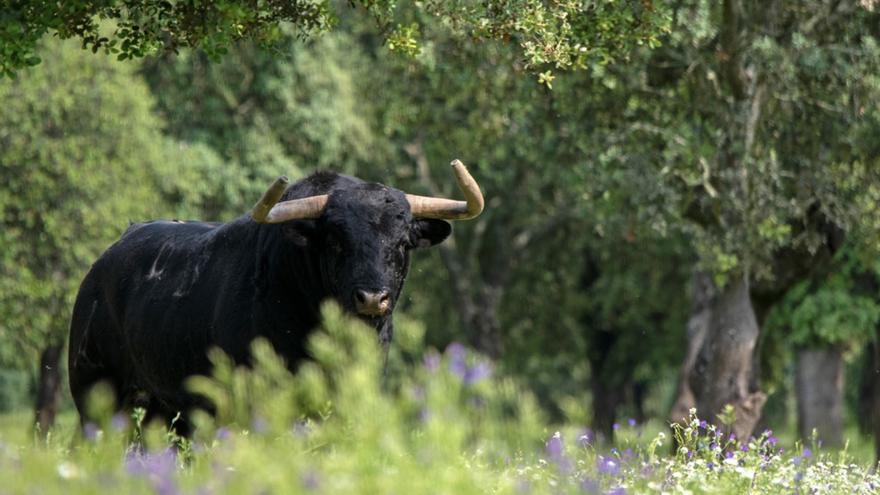 Un taureau gravement blessé après son évasion à Collado Villalba