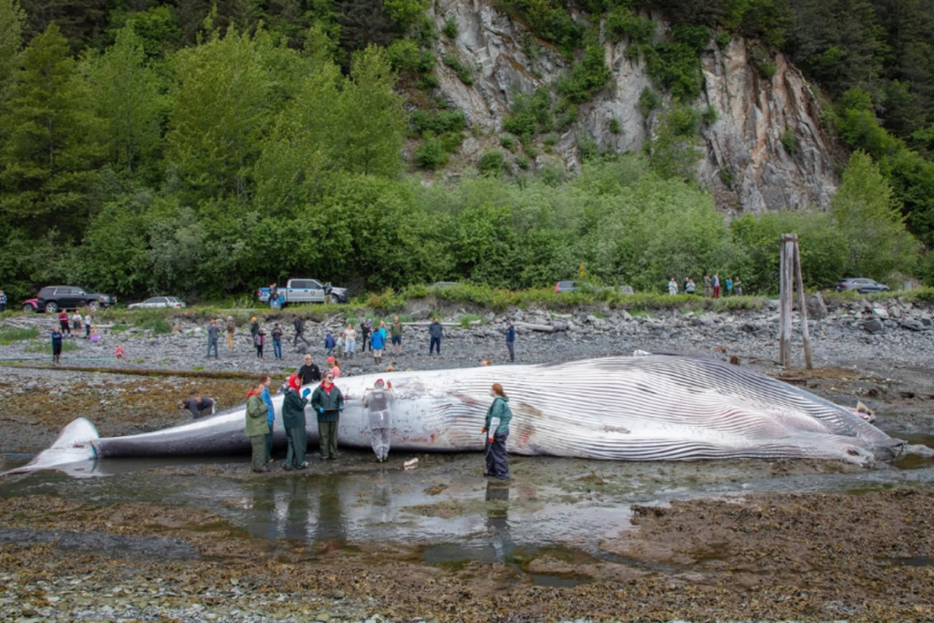 Appel à la réduction de la vitesse des paquebots après la découverte d'une baleine enceinte morte sur un navire de croisière