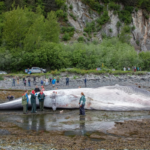 Appel à la réduction de la vitesse des paquebots après la découverte d'une baleine enceinte morte sur un navire de croisière