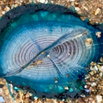 Des voiliers magnifiques sous le vent envahissent les plages galloises