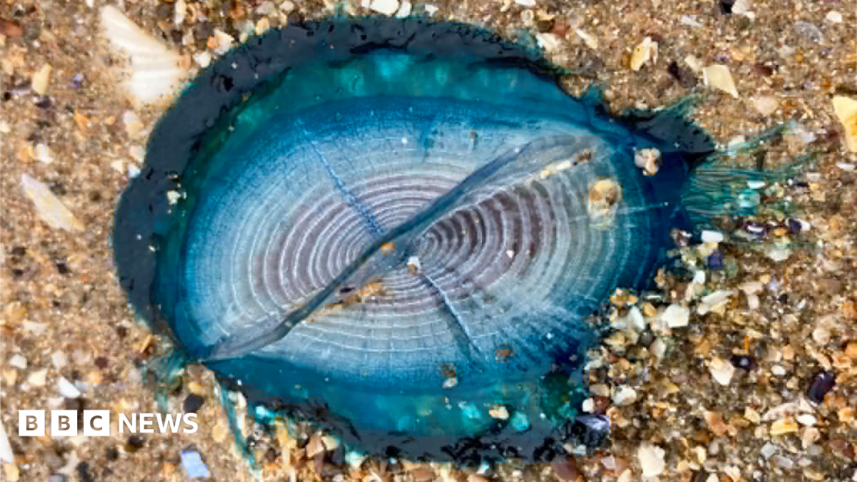 Des voiliers magnifiques sous le vent envahissent les plages galloises