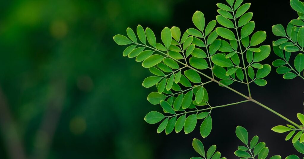 Nouvelles maladies relancent l'enquête sur la salmonelle du moringa