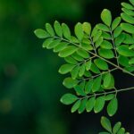 Nouvelles maladies relancent l'enquête sur la salmonelle du moringa