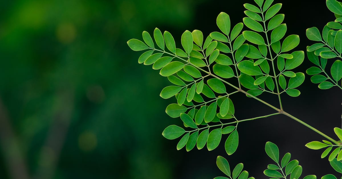 Nouvelles maladies relancent l'enquête sur la salmonelle du moringa