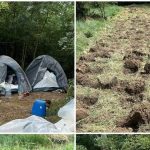 Plantation clandestine de cannabis démantelée à Tafalla