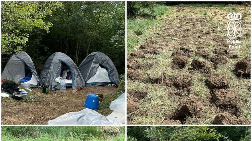 Plantation clandestine de cannabis démantelée à Tafalla