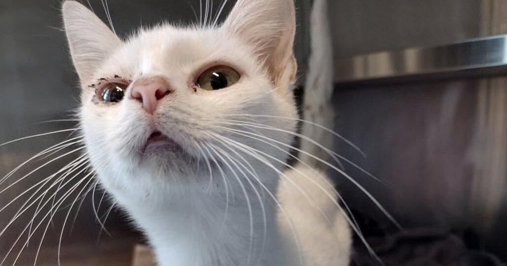 Surpopulation galopante : une chatte en travail abandonnée
