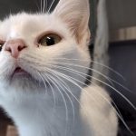 Surpopulation galopante : une chatte en travail abandonnée