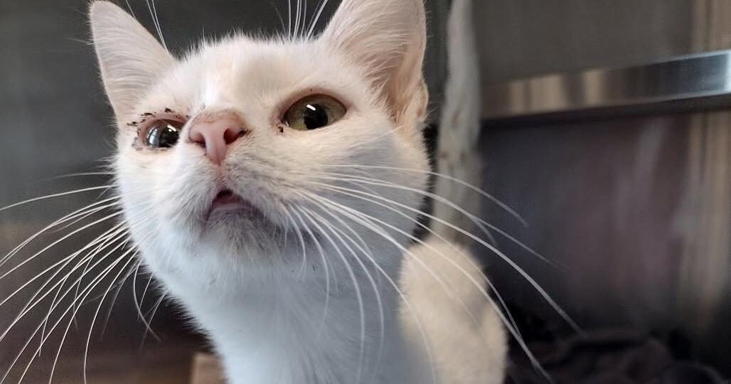 Surpopulation galopante : une chatte en travail abandonnée
