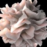 Un Supplément de Gym Courant pourrait Booster l'Énergie des Cellules Anti-Cancer
