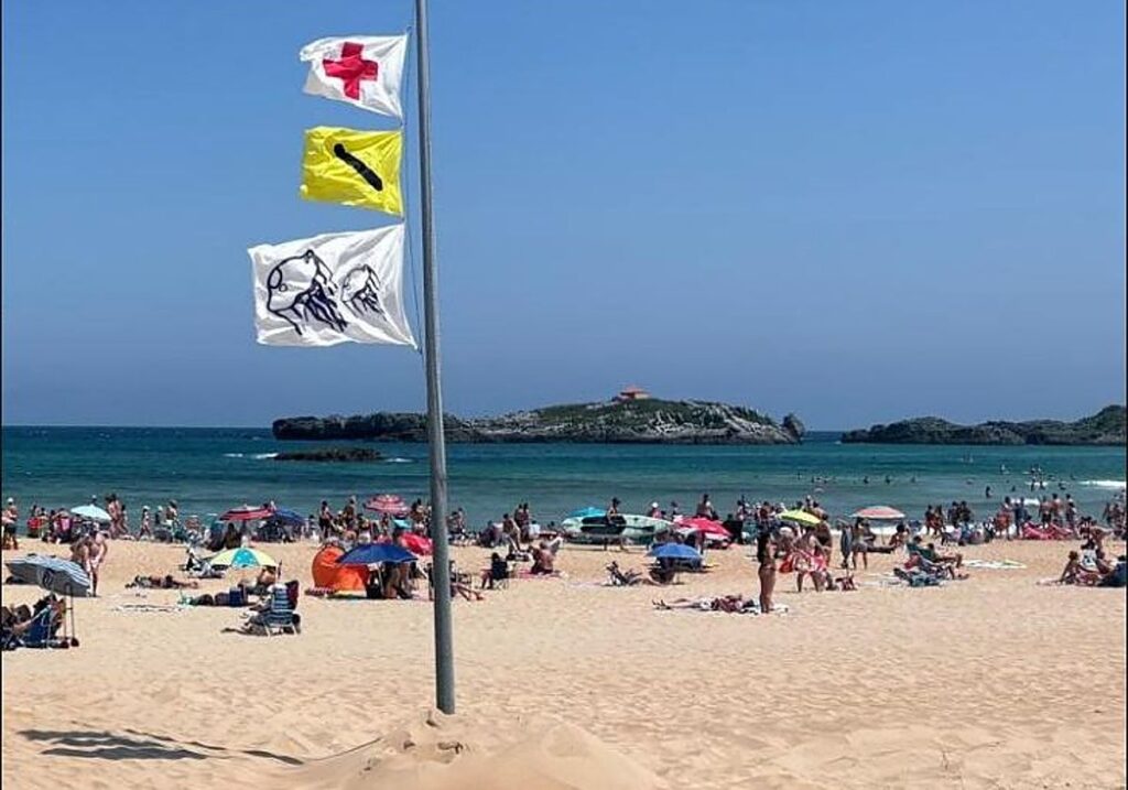 Alerte sur les plages cantabriques : plus de 120 piqûres de méduses en une journée !