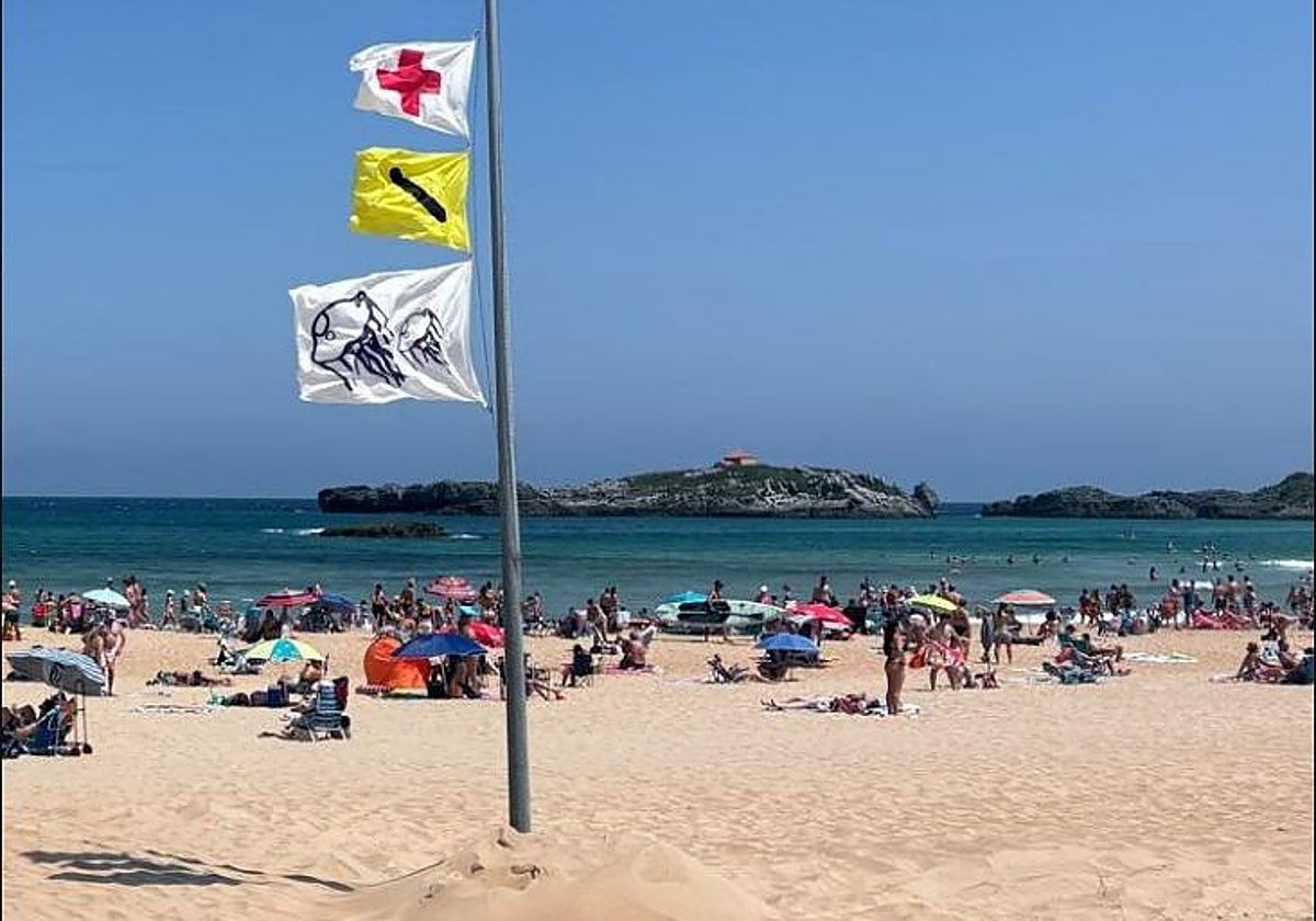Alerte sur les plages cantabriques : plus de 120 piqûres de méduses en une journée !