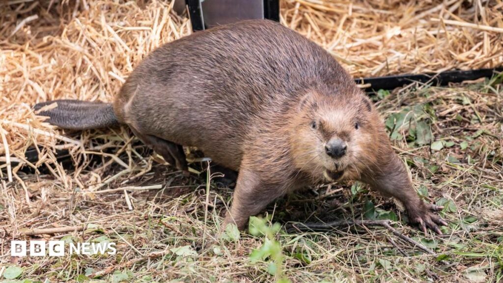 Castor de Northumberland échappé pour s'accoupler donne naissance à son premier petit