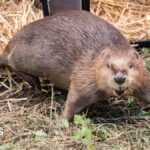 Castor de Northumberland échappé pour s'accoupler donne naissance à son premier petit