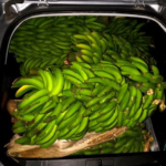 Garde civique : enquête sur sept individus pour le vol de 950 kg d'avocats et 280 kg de bananes