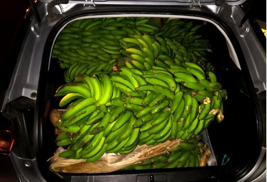 Garde civique : enquête sur sept individus pour le vol de 950 kg d'avocats et 280 kg de bananes