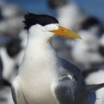 Transmission locale de la grippe aviaire H5 "très probable", selon le gouvernement sud-africain