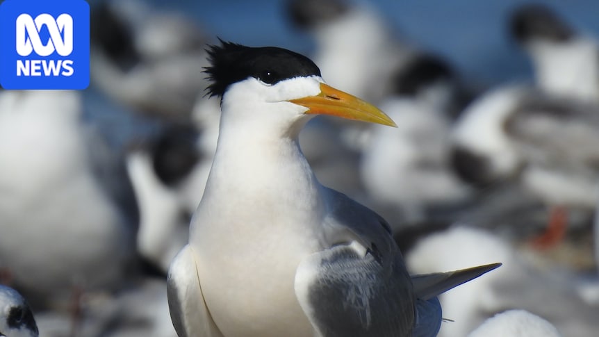 Transmission locale de la grippe aviaire H5 "très probable", selon le gouvernement sud-africain