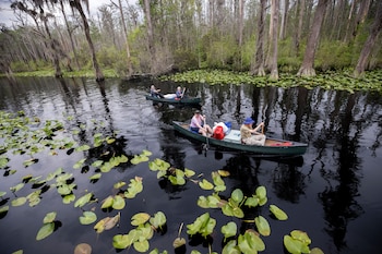 Marais d'Okefenokee aux États-Unis