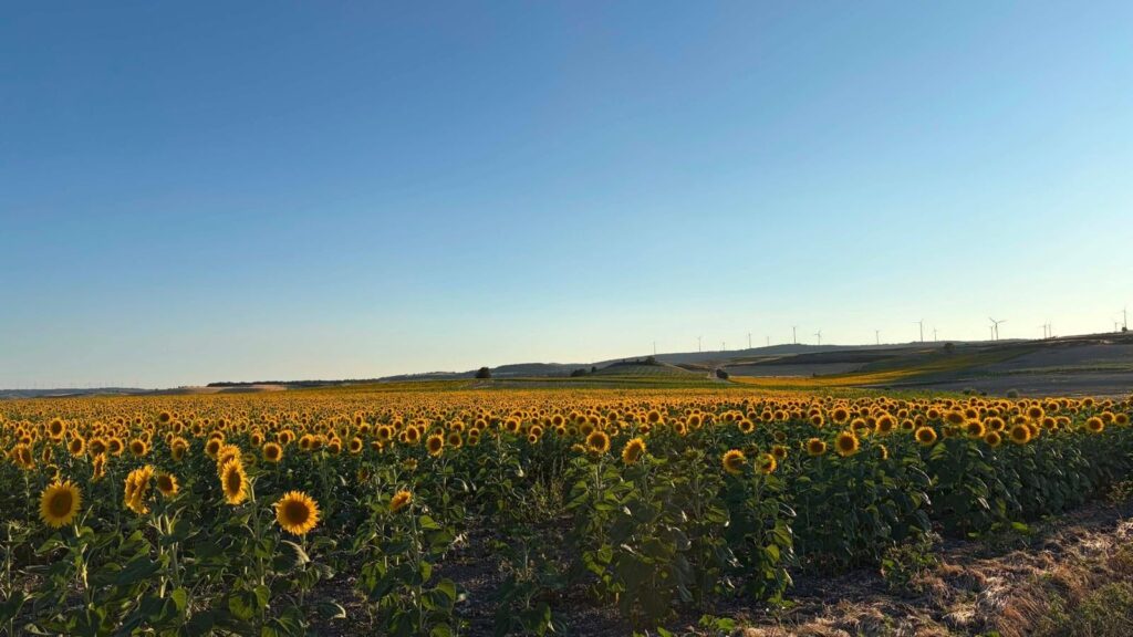 Burgos : l'été épanouissant de la route 'Girasoles avec Art' entre patrimoine et nature